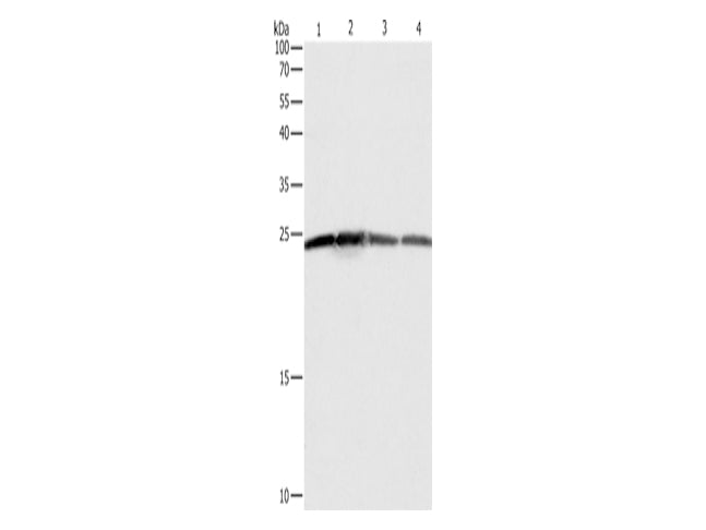 BAK1 Polyclonal Antibody Store at -20°C - MSE Supplies LLC
