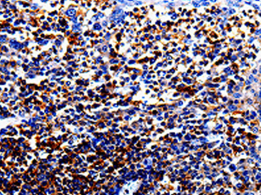 IL10RA Polyclonal Antibody Store at -20°C - MSE Supplies LLC