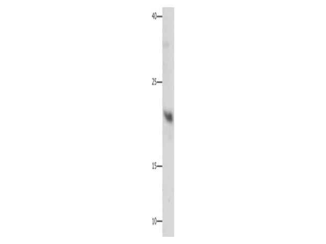 GFER Polyclonal Antibody Store at -20°C - MSE Supplies LLC