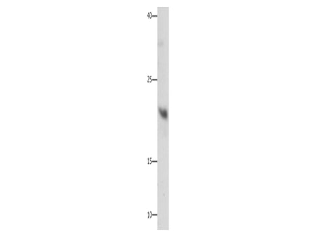 GFER Polyclonal Antibody Store at -20°C - MSE Supplies LLC
