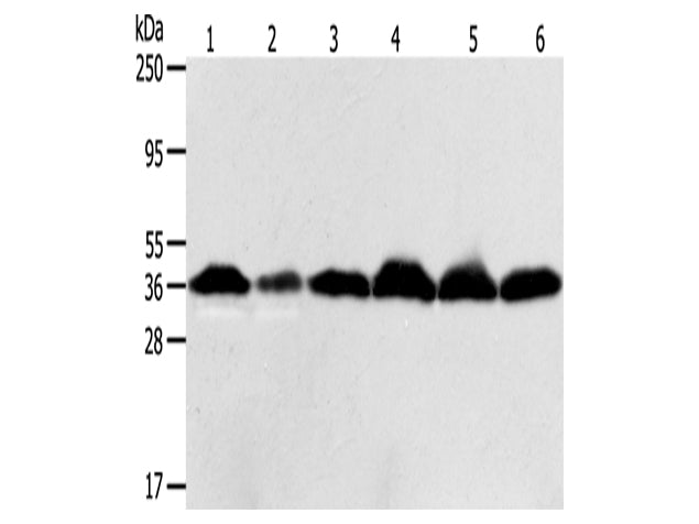 APEX1 Polyclonal Antibody Store at -20°C - MSE Supplies LLC