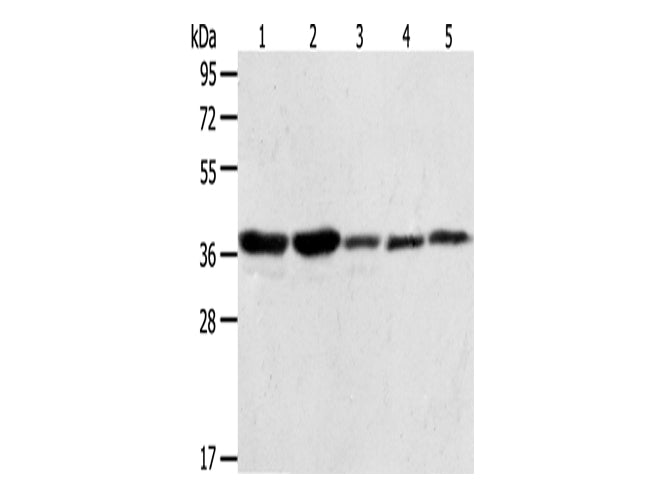ANXA1 Polyclonal Antibody Store at -20°C - MSE Supplies LLC