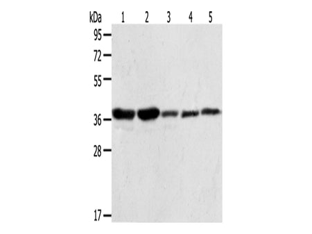ANXA1 Polyclonal Antibody Store at -20°C - MSE Supplies LLC