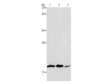 RAP1B Polyclonal Antibody Store at -20°C - MSE Supplies LLC