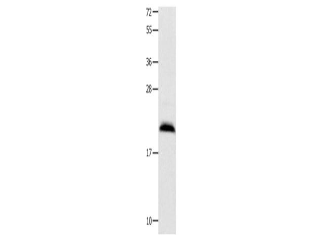 FGF12 Polyclonal Antibody Store at -20°C - MSE Supplies LLC