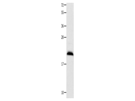 FGF12 Polyclonal Antibody Store at -20°C - MSE Supplies LLC