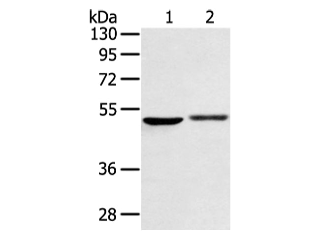 BMP4 Polyclonal Antibody Store at -20°C - MSE Supplies LLC