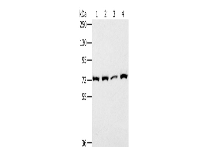 CAPN1 Polyclonal Antibody Store at -20°C - MSE Supplies LLC