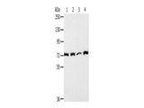 CAPN1 Polyclonal Antibody Store at -20°C - MSE Supplies LLC