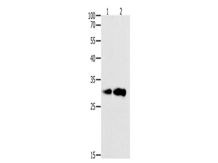 CAPNS1 Polyclonal Antibody Store at -20°C - MSE Supplies LLC