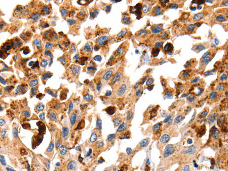 Cathepsin B Polyclonal Antibody Store at -20°C - MSE Supplies LLC