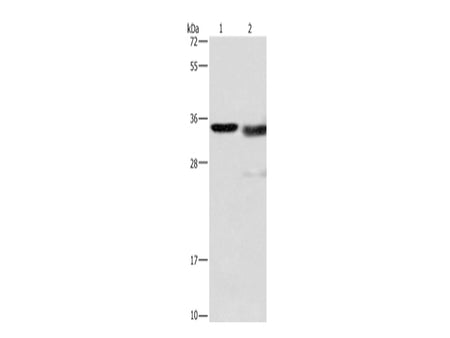 Cathepsin L Polyclonal Antibody Store at -20°C - MSE Supplies LLC