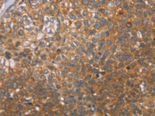 CCL21 Polyclonal Antibody Store at -20°C - MSE Supplies LLC