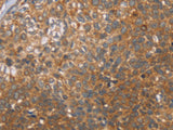 CCL21 Polyclonal Antibody Store at -20°C - MSE Supplies LLC
