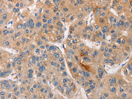 CCL4 Polyclonal Antibody Store at -20°C - MSE Supplies LLC