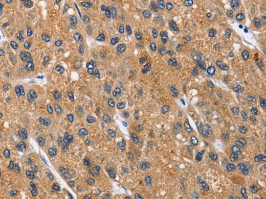 CEACAM3 Polyclonal Antibody Store at -20°C - MSE Supplies LLC