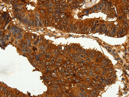 CEACAM21 Polyclonal Antibody Store at -20°C - MSE Supplies LLC