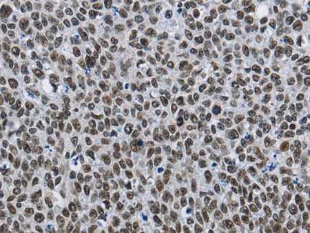 CMTM2 Polyclonal Antibody Store at -20°C - MSE Supplies LLC