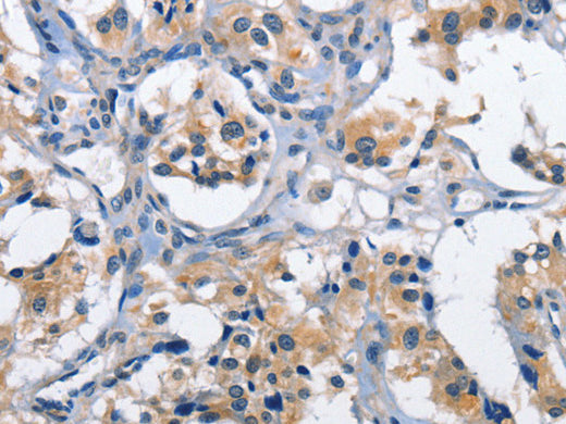 CLEC2D Polyclonal Antibody Store at -20°C - MSE Supplies LLC