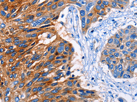 CLEC2B Polyclonal Antibody Store at -20°C - MSE Supplies LLC