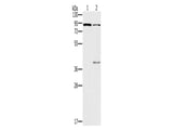 CNGA3 Polyclonal Antibody Store at -20°C - MSE Supplies LLC