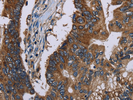 CLDND1 Polyclonal Antibody Store at -20°C - MSE Supplies LLC