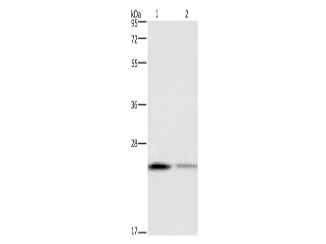 EMC8 Polyclonal Antibody Store at -20°C - MSE Supplies LLC