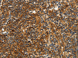 CNNM3 Polyclonal Antibody Store at -20°C - MSE Supplies LLC