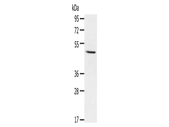 CYP1A1 Polyclonal Antibody Store at -20°C - MSE Supplies LLC
