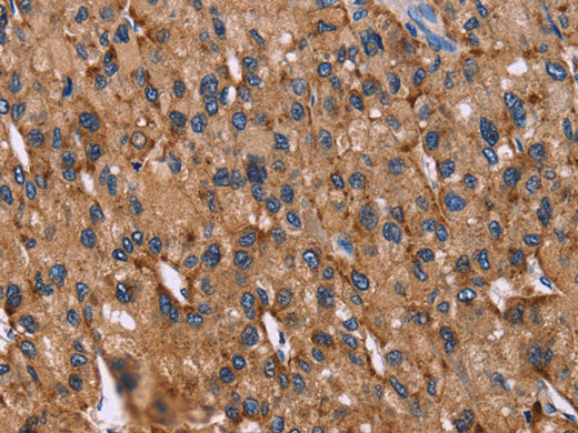 CD107b Polyclonal Antibody Store at -20°C - MSE Supplies LLC