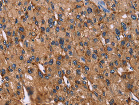 CD107b Polyclonal Antibody Store at -20°C - MSE Supplies LLC