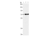 DOK1 Polyclonal Antibody Store at -20°C - MSE Supplies LLC