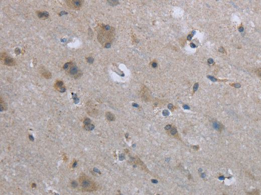 EGFL8 Polyclonal Antibody Store at -20°C - MSE Supplies LLC