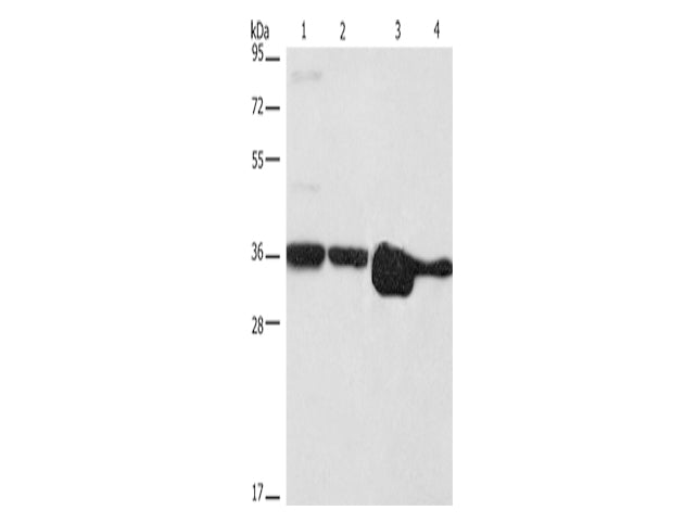 ELAVL1 Polyclonal Antibody Store at -20°C - MSE Supplies LLC