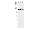 ERK 5 Polyclonal Antibody Store at -20°C - MSE Supplies LLC