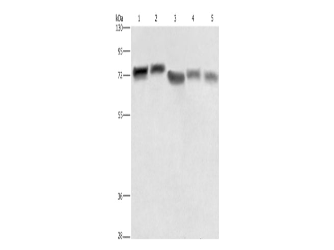 RDX Polyclonal Antibody Store at -20°C - MSE Supplies LLC