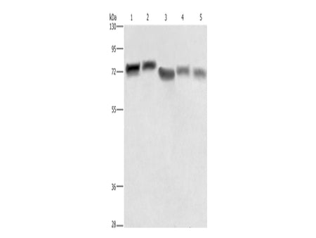RDX Polyclonal Antibody Store at -20°C - MSE Supplies LLC