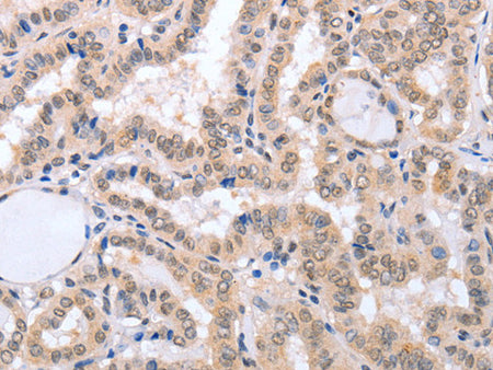 FADD Polyclonal Antibody Store at -20°C - MSE Supplies LLC