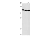 GNA13 Polyclonal Antibody Store at -20°C - MSE Supplies LLC