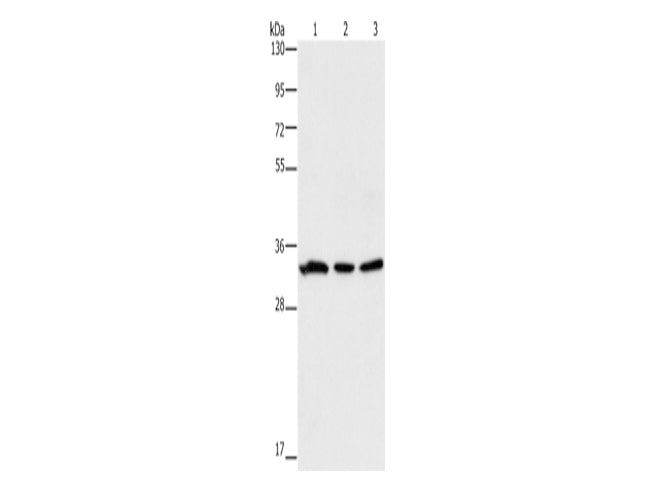 GPA33 Polyclonal Antibody Store at -20°C - MSE Supplies LLC