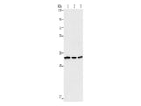 GPA33 Polyclonal Antibody Store at -20°C - MSE Supplies LLC