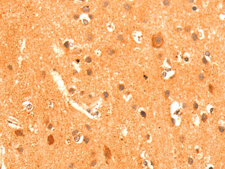 GRM3 Polyclonal Antibody Store at -20°C - MSE Supplies LLC