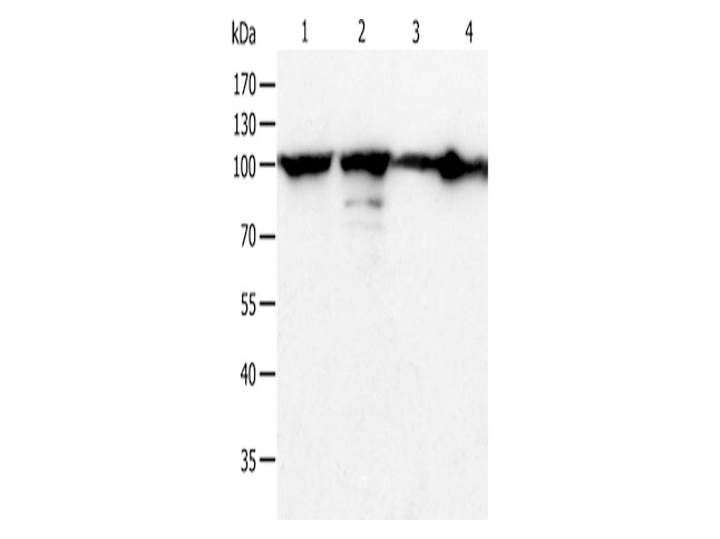 HSP90B1 Polyclonal Antibody Store at -20°C - MSE Supplies LLC