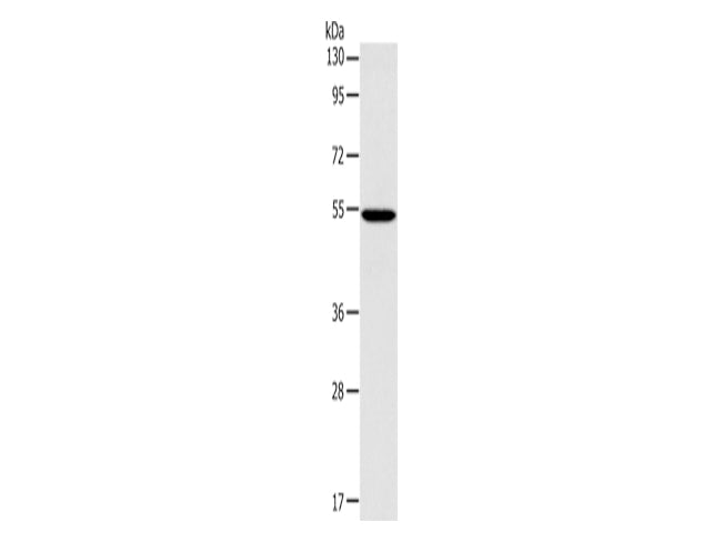 ERG Polyclonal Antibody Store at -20°C - MSE Supplies LLC