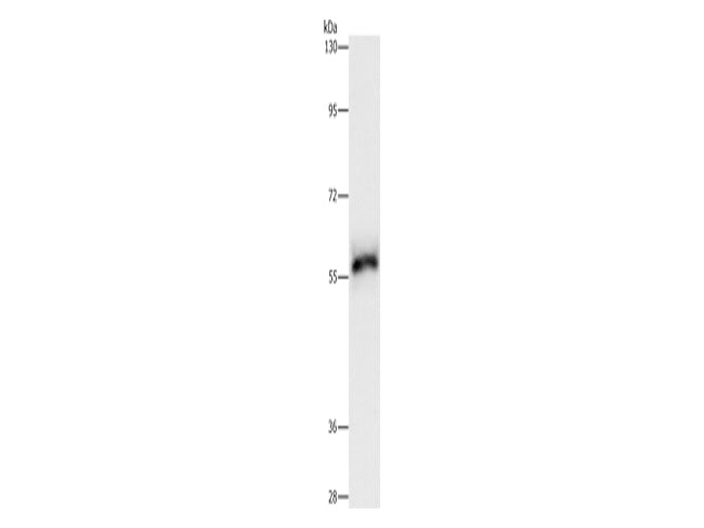 HCK Polyclonal Antibody Store at -20°C - MSE Supplies LLC