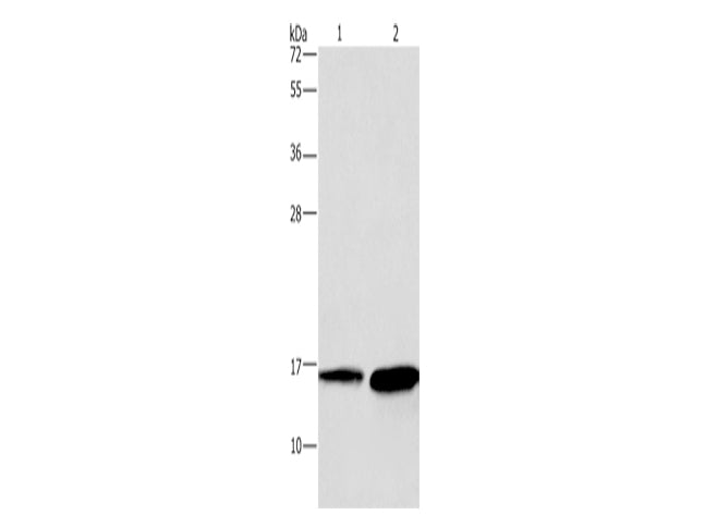 HINT2 Polyclonal Antibody Store at -20°C - MSE Supplies LLC