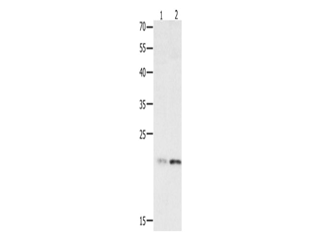 HMGB4 Polyclonal Antibody Store at -20°C - MSE Supplies LLC