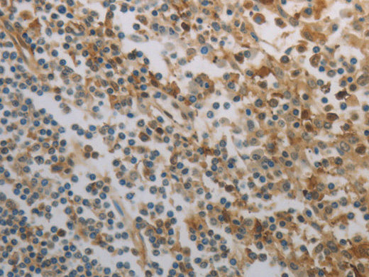 INHA Polyclonal Antibody Store at -20°C - MSE Supplies LLC