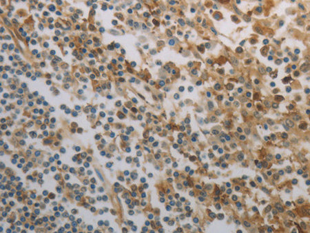 INHA Polyclonal Antibody Store at -20°C - MSE Supplies LLC