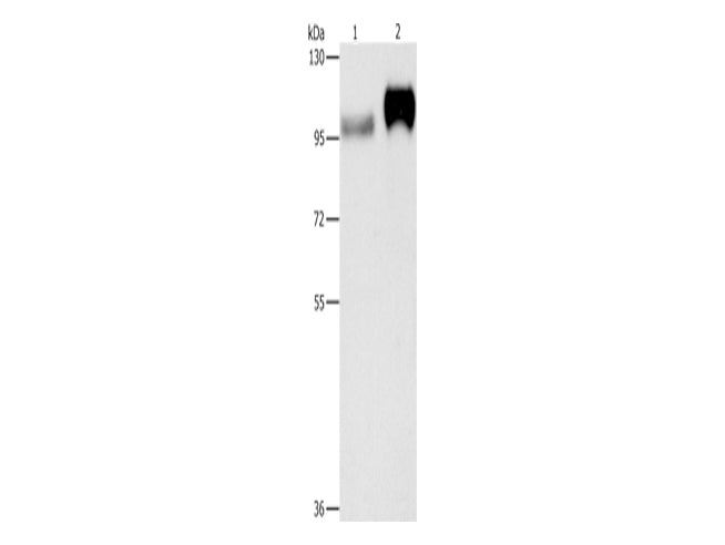 CD61 Polyclonal Antibody Store at -20°C - MSE Supplies LLC